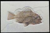 Impressive Priscacara Serrata Fossil Fish - Wyoming #44539-1